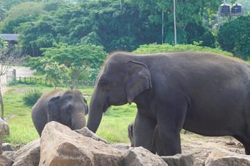 Essential Sri Lanka: A 9-Day Blend of Culture & Nature
