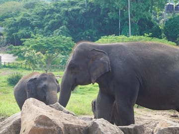 9-Day Cultural and Nature Tour in Sri Lanka's Ella and Galle