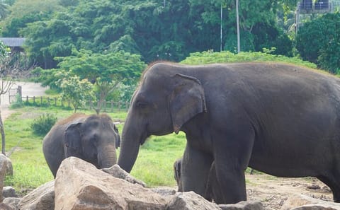 9-Day Cultural and Nature Tour in Sri Lanka's Ella and Galle