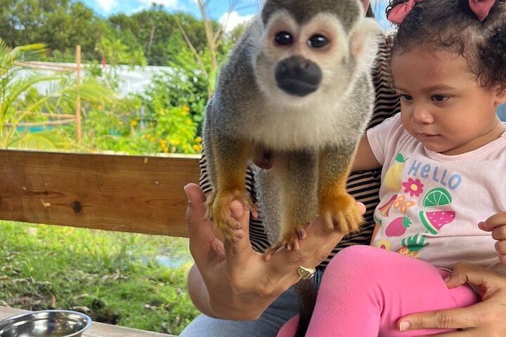 Damajagua Waterfalls and Monkey Private Van Tour