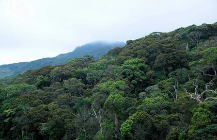 Sinharaja Rain Forest Tour from Hambantota