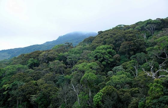 Sinharaja Rain Forest Tour from Hambantota