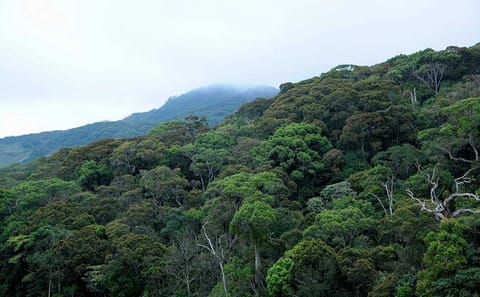 Sinharaja Rainforest Adventure Tour from Hambantota