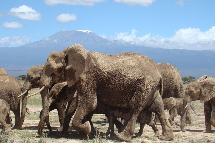 1-Day Amboseli Safari