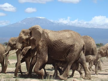 Elephant herd at Amboseli National Park