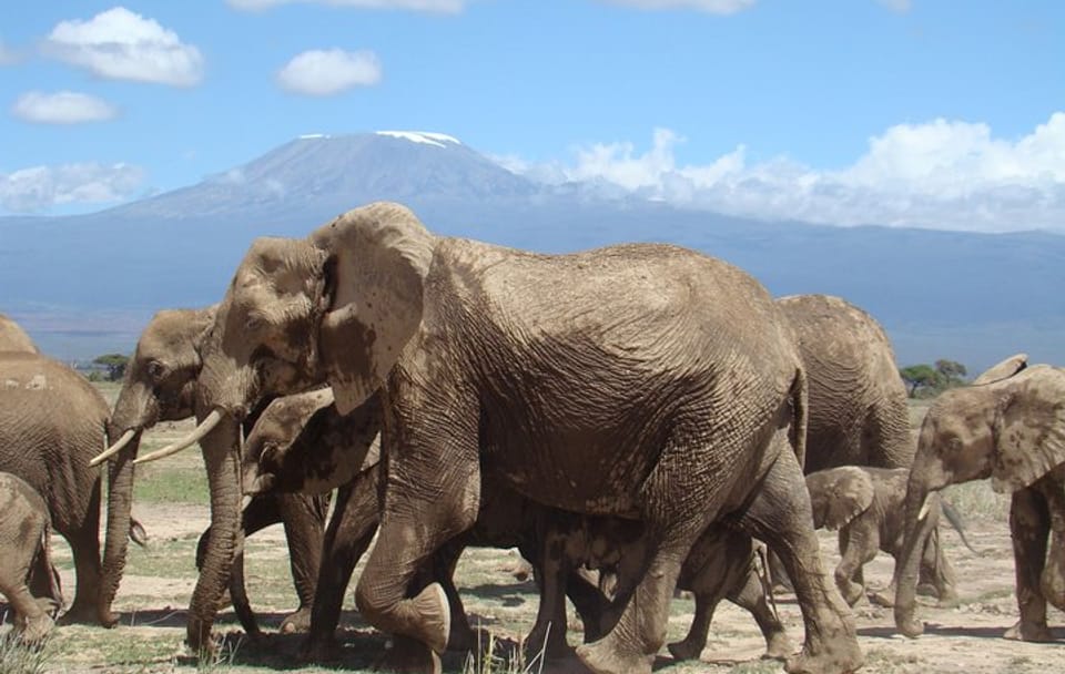 1-Day Amboseli National Park Safari with Mt Kilimanjaro Views