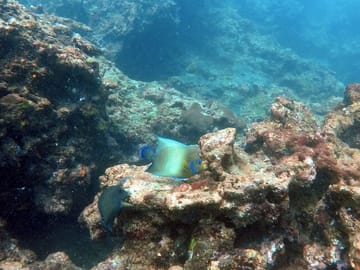 Scuba Diving Tour Exploring Negombo's Coral Reefs