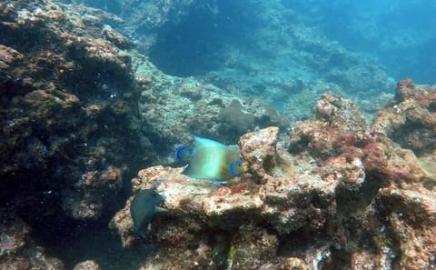 Scuba Diving Tour Exploring Negombo's Coral Reefs