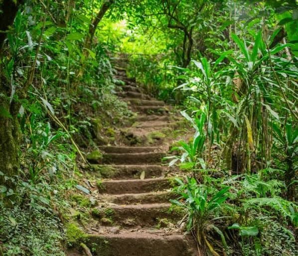 A stone step footpath surrounded by dense green vegetation and trees leading to Marangu Waterfalls, Kilimanjaro.