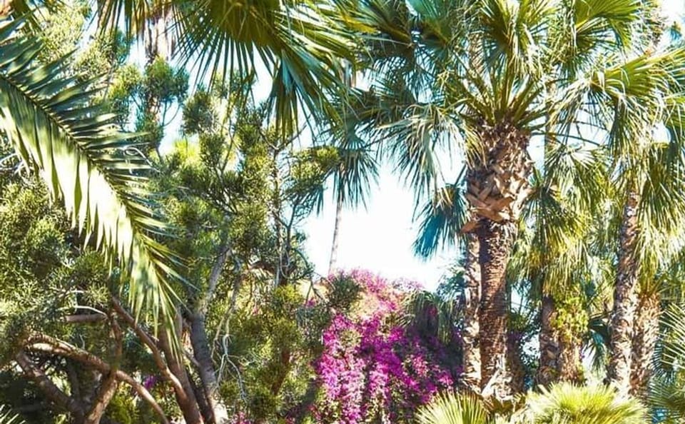 Majorelle Garden Tour with Private Transportation in Marrakech