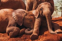 David Sheldrick trust