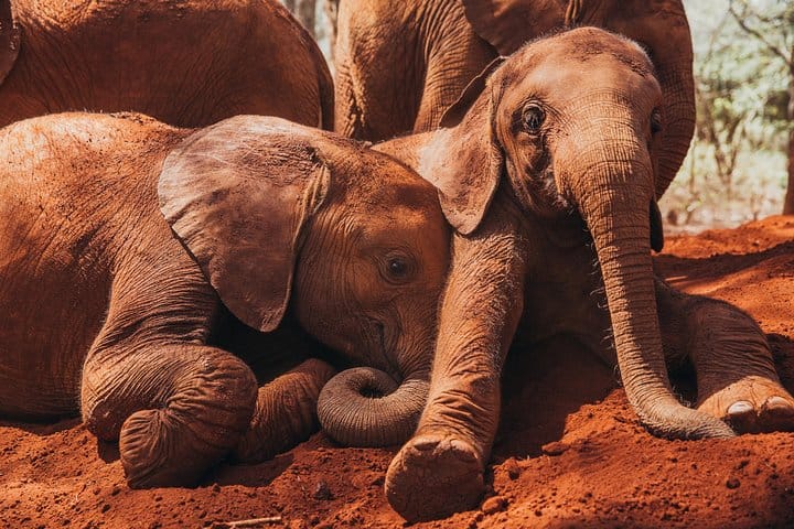 David Sheldrick trust