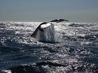 Reykjavík Bay Arctic Rose Whale Watching Excursion, photo 11