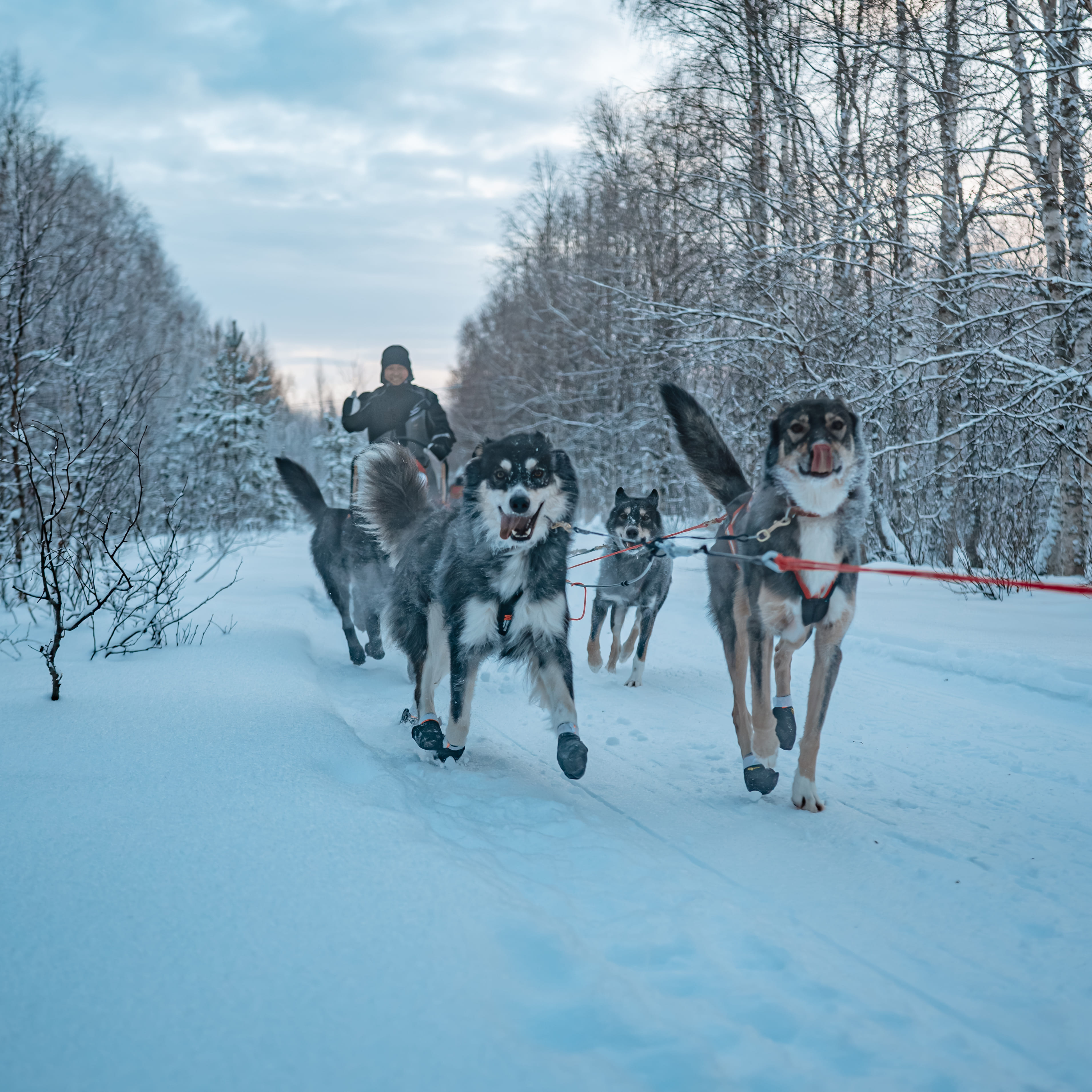 Huskies pulling a sled during the Kuoksa Husky & Snowmobile Adventure with StayLapland in Rovaniemi.