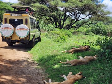 7 Days Tanzania Highlights: Serengeti Safari & Kilimanjaro Views