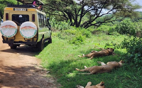 7 Days Tanzania Highlights: Serengeti Safari & Kilimanjaro Views