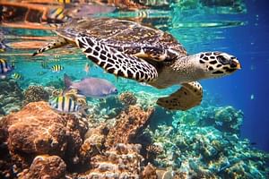 Akumal Turtles, Snorkel Tour from Cancun or Riviera Maya 