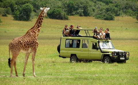 4-Day Jeep Camping Safari in Masai Mara and Lake Nakuru