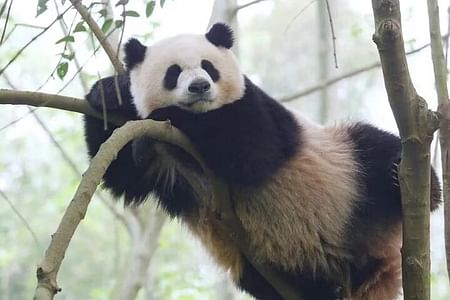 Discover Adorable Pandas and Chengdu's Leisurely Teahouse Culture