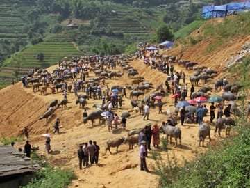 Two-Day Trekking Adventure in Bac Ha, Lào Cai