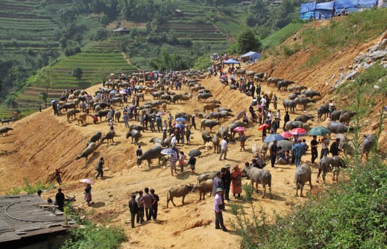 Bac Ha trekking 2 days 1 night