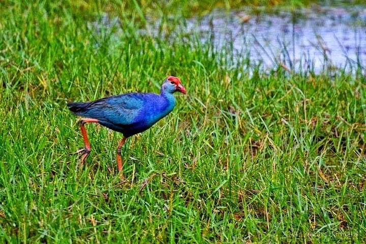 Muthurajawela Bird Watching Adventure: TukTuk Tour in Coastal Wetland