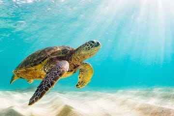 Rose Island 3 Island Luxury Private Tour(8hrs)