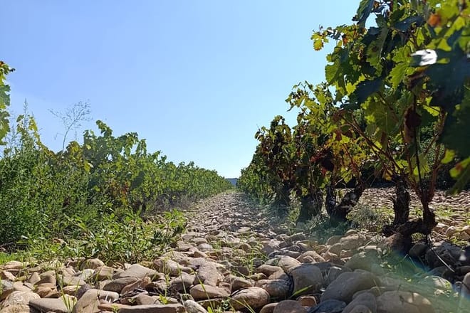 Rioja Day Tour: Explore Three Wineries with Tastings - Photo 14