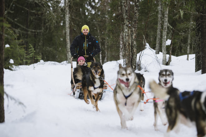 Become A Husky Musher in Lapland photo 2