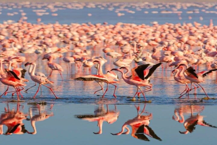 7-Day Great Rift Valley Kenya Lakes and Parks Safari Tour