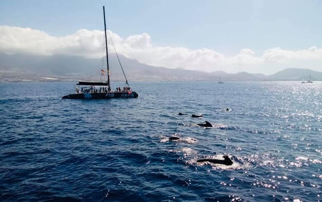 Whale Watching Catamaran in Costa Adeje photo 6