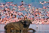 Lake Nakuru National park