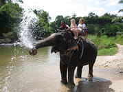 PHUKET-PHANG NGA: Bamboo Rafting, Elephant Bathing + Riding, Sea Turtle and activities choice 5