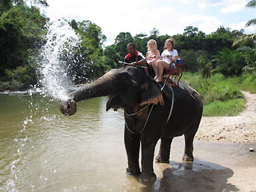 PHUKET-PHANG NGA: Bamboo Rafting, Elephant Bathing + Riding, Sea Turtle and activities choice photo 5