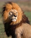 Day tour to Tsavo East National park from Mombasa with pickup 1