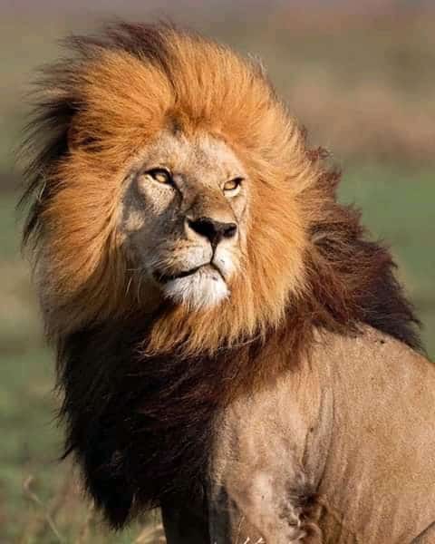 Day tour to Tsavo East National park from Mombasa with pickup