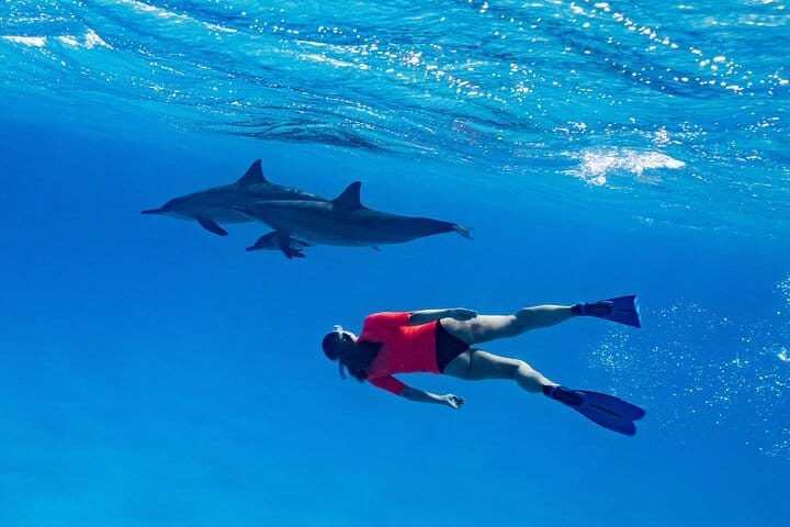 Private Speedboat Dolphin Watching & Snorkeling in Hurghada