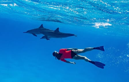 Private Speedboat Dolphin Watching & Snorkeling in Hurghada