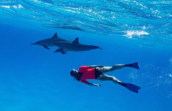 Private Speedboat Dolphin Watching & Snorkeling in Hurghada