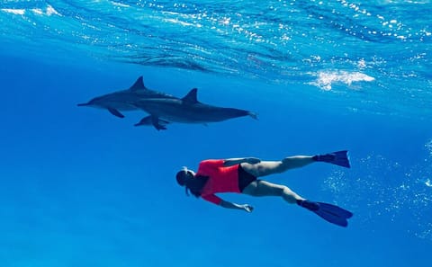 Private Dolphin Watching and Snorkeling Tour in Hurghada