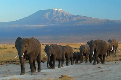 Private 3-Day Safari at Amboseli National Park from Nairobi