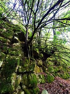 Forest bathing in Prades mountains