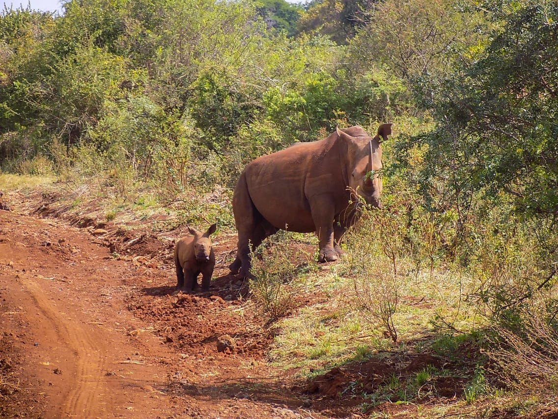 A rhino with its calf in Meru National Park