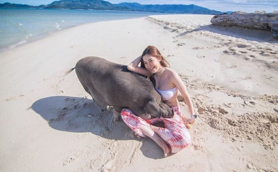 Koh Samui Pig Island Tour by Speedboat with Snorkeling