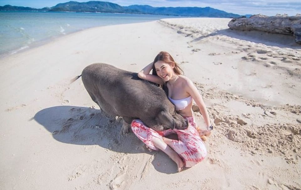 Koh Samui Pig Island Tour by Speedboat with Snorkeling