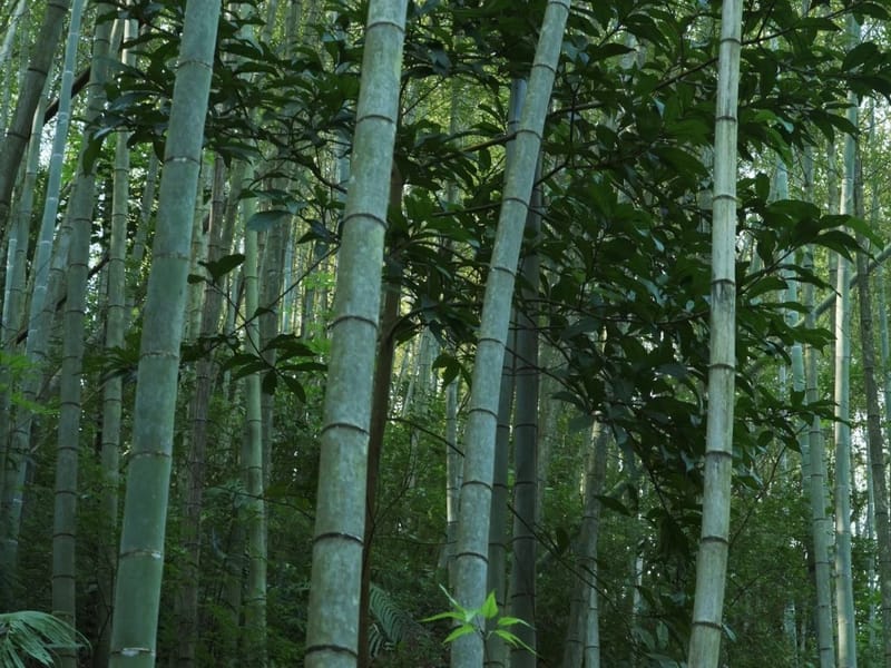 Guangzhou: Conghua Nature & Xitou Village Private Day Trip
