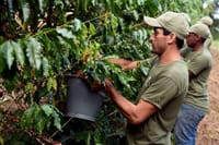 Rural Coffee Farm Tour with Breakfast & Lunch - Roasting & Tasting Experience 3