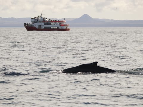 Reykjavík Whales & Buggy, photo 2
