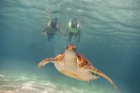 Snorkeling with Turtles and Cenote Tour from Riviera Maya 1