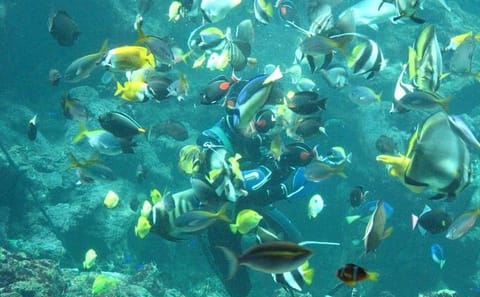 Snorkeling Adventure at Giftun Island National Park from Hurghada